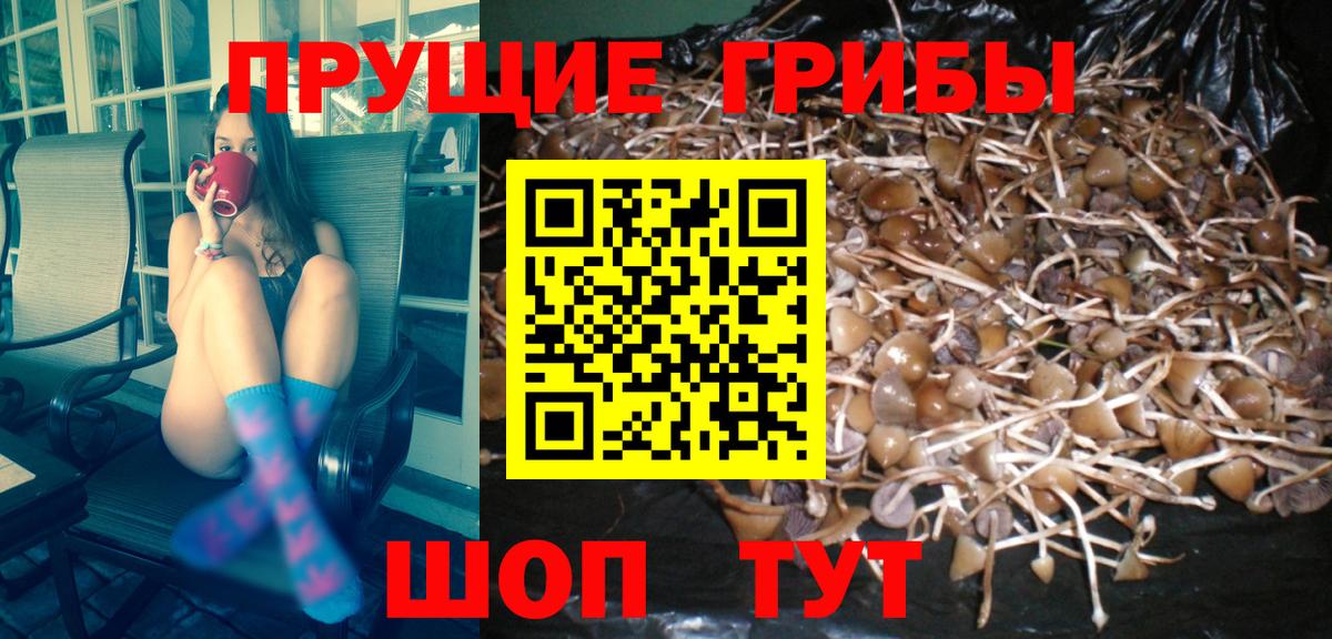 Галлюциногенные грибы GOLDEN TEACHER  Псилоцибиновые грибы MAGIC MUSHROOMS  Шебекино  Вход с VPN 